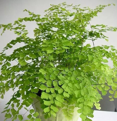 常见室内緑色植物的强大功效